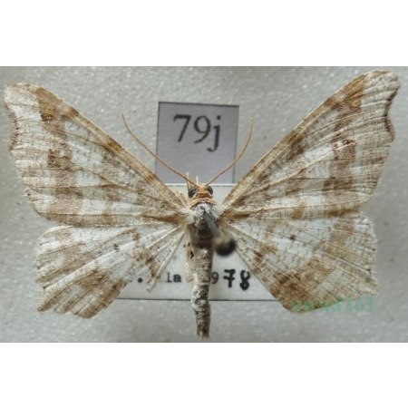 Macaria alternata (Denis & Schiffermüller, 1775) male Witalnik zmiennik Czech79j